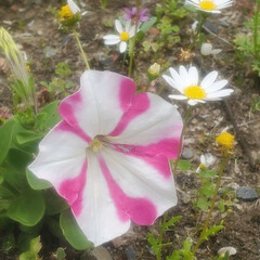 花/ペチュニア 庭の片隅に咲いてたペチュニア
去年の種が…(3枚目)