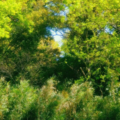 新緑/緑/アセビ/春/森 🟢アセビの葉の色づき🟠と、
🟢新緑の森🍃(8枚目)