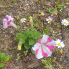花/ペチュニア 庭の片隅に咲いてたペチュニア
去年の種が…(2枚目)