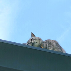 まーちゃん/ねこ 今日のまーちゃん、
屋根の上で叫ぶ。
(3枚目)