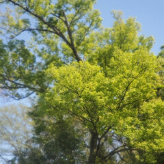 新緑/緑/アセビ/春/森 🟢アセビの葉の色づき🟠と、
🟢新緑の森🍃(7枚目)