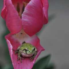 ピンク 目覚めたカエルがチューリップの花びらの上…(1枚目)