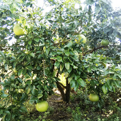 晩白柚/庭/木 こちらは庭に植えている晩白柚の木です。
…(1枚目)