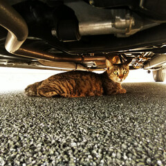 猫/車/おでかけワンショット 出先にて、車の下に猫ちゃんが♪
この時「…(1枚目)