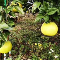 秋/晩白柚/庭 庭に植えている晩白柚（人の顔よりも大きな…(1枚目)