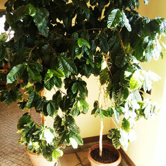 コーヒー/コーヒーの木/植物 育てているコーヒーの木、最近は葉がたくさ…(1枚目)