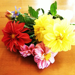 ダリア/花/令和元年フォト投稿キャンペーン 花壇のダリアがきれいに咲きました。
適当…(1枚目)