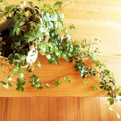 観葉植物/春のフォト投稿キャンペーン/インテリア/おうち自慢 このテーブルの、この部分に置いて育てた植…(1枚目)