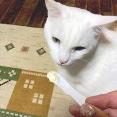 猫好き/保護猫 うちのお嬢様うーしー🐱
冷凍庫を開けて手…(4枚目)