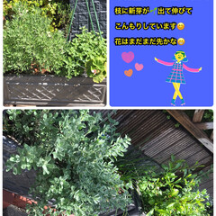 新芽で鉢が緑 明日からはまた太陽☀️無しの日にちが続き…