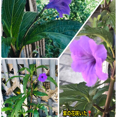 謎の紫の花ついに咲いた 1階外回り花の水やり観察、あっ紫の花咲い…(1枚目)