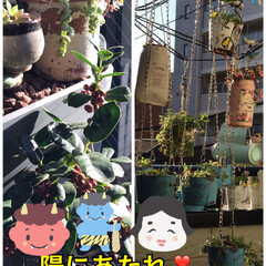 缶鉢の庭/多肉植物がある暮らし 朝から陽差しが入ると活力出ますね❣️
室…