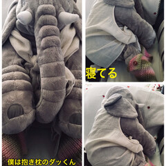 抱き枕のダッくん 抱き枕の象🐘のダッくん、私に足を乗せられ…(1枚目)