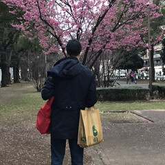早咲き桜🌸 息子の病院の帰り早咲き桜が🌸咲いてました…(1枚目)