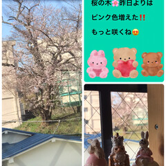 窓からの桜🌸 太陽の🌞の神様ありがとう、昨日の嵐の後に…(1枚目)