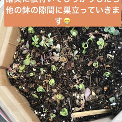 多肉植物がある暮らし この鉢に色んな物カットでは挿木
ごっちゃ…