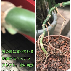 モンステラ 甘やかさないで植え替えして残った残骸モン…