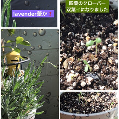 lavenderの花も伸びてきた/四葉のクローバー栽培 四葉のクローバー🍀も双葉🌱が出て、ベラン…(1枚目)