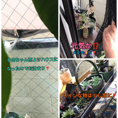 雨の中外に置く/多肉植物がある暮らし 撥水ウェザードクロスを張って屋根代わりが…