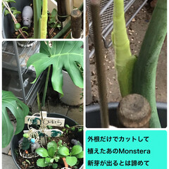 Monstera外根で植えた物に新芽 5月に外根(地上に出ていた根)と葉っぱ２…(1枚目)