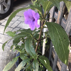 謎の紫の花ついに咲いた 1階外回り花の水やり観察、あっ紫の花咲い…(2枚目)