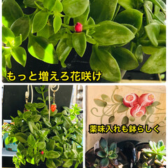 多肉植物のある暮らし/花のある暮らし 朝の陽射しが顔当たり眩しさで1時間早く起…