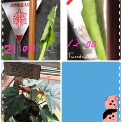 Monstera/観葉植物/ヤツデ Monsteraくん
本日12時現在、昨…(1枚目)