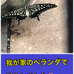 ベランダで産まれた蝶々/我が家で産まれた蝶々 朝、昨日見つけたんですが黄緑の幼虫、雨の…(1枚目)