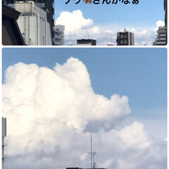 雲がゾウさん⁉️に見える 今日の入道雲❓
ゾウさん🦣
多肉植物眺め…(1枚目)