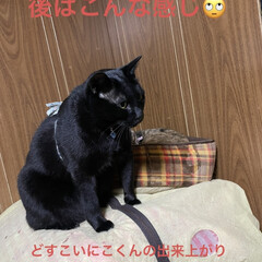 にゃんちゃん/めん/猫/くろ/にこ/黒猫/... こんばんはです。
今日の晩ご飯は焼肉😋暮…(4枚目)
