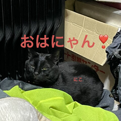めん/猫/くろ/にこ/黒猫/朝ご飯 おはようございます😊
今日もうちの猫さま…(3枚目)