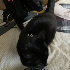 猫/めん/黒猫/くろ/にこ/お昼ご飯 お昼ご飯は海老天丼重🦐
旦那さんが買って…(5枚目)