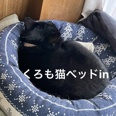 くろ/にこ/黒猫/めん/猫 おはようございます😊
外は雨☔️そして涼…(6枚目)