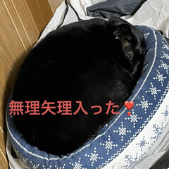 晩ご飯/めん/猫/にこ/黒猫 猫ベッドを巡るにことめんの様子が面白い🤣(8枚目)