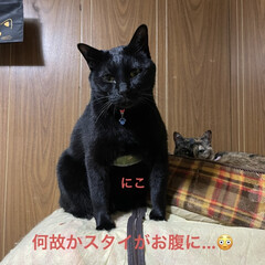 にゃんちゃん/めん/猫/くろ/にこ/黒猫/... こんばんはです。
今日の晩ご飯は焼肉😋暮…(3枚目)