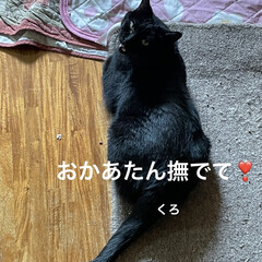 めん/猫/にこ/くろ/黒猫 おはようございます😸😺😼
朝から元気いっ…(3枚目)