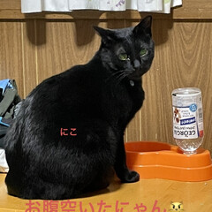 黒猫/にこ/くろ/猫/めん/朝ご飯/... おはようございます☀
あたたかな朝です。…(4枚目)