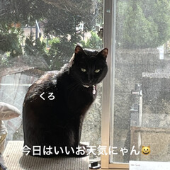 朝ご飯/めん/猫/くろ/にこ/黒猫/... おはようございます☀
いいお天気です。残…(7枚目)
