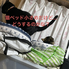 晩ご飯/めん/猫/にこ/黒猫 猫ベッドを巡るにことめんの様子が面白い🤣(4枚目)
