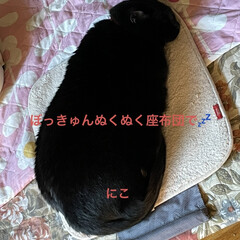 くろ/にこ/黒猫/めん/猫/空 おはようございます☀
お寝坊、おかあたん…(4枚目)