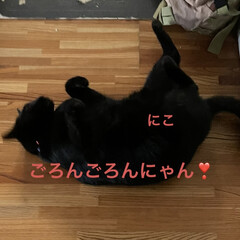 にこ/黒猫 本日のにこ劇場😼
はじまりはじまり〜❣️…(2枚目)