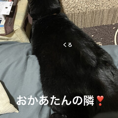 月見団子/晩ご飯/くろ/黒猫 今日はリハビリに数年ぶりの美容室にと自分…(4枚目)