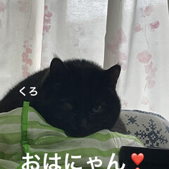 猫/めん/黒猫/にこ/くろ/朝ご飯 おはようございます😊
今朝は少し曇り空で…(2枚目)