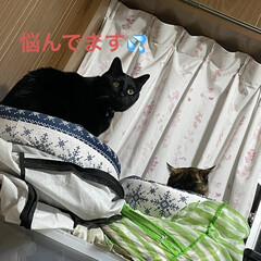 晩ご飯/めん/猫/にこ/黒猫 猫ベッドを巡るにことめんの様子が面白い🤣(5枚目)