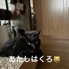 月見団子/晩ご飯/くろ/黒猫 今日はリハビリに数年ぶりの美容室にと自分…(3枚目)