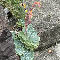 購入品/花/空 午前中リハビリへ行ってきました。
行こう…