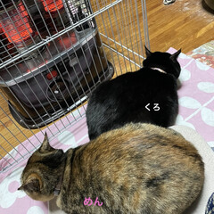 めん/猫/くろ/にこ/黒猫 こんにちはです。
ますます寒くなりました…(1枚目)