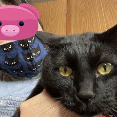 花/購入品/お昼ご飯/お出かけ日和/にこ/黒猫 今日は良いお天気☀️猫さまたちのフードが…