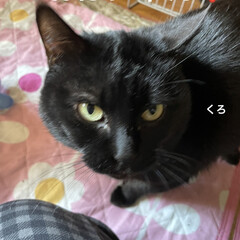 猫ちゃんピック/朝ご飯/めん/猫/くろ/にこ/... こんばんはです。
今日もお昼間はポカポカ…