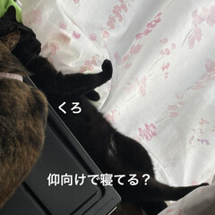 朝ご飯/めん/猫/くろ/にこ/黒猫/... おはようございます☀
今日は良いお天気で…(8枚目)